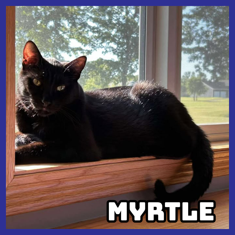 Myrtle, an adoptable Domestic Short Hair in Glenwood, MN, 56334 | Photo Image 1