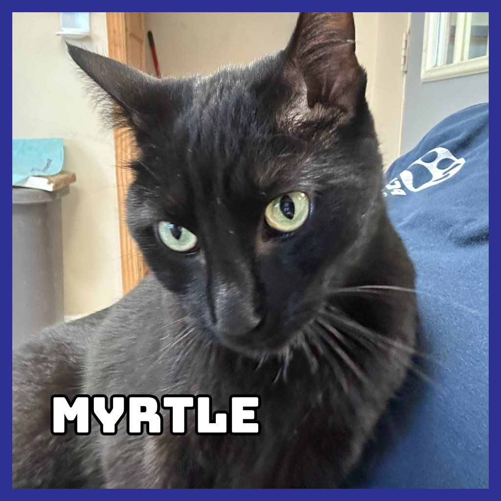 Myrtle, an adoptable Domestic Short Hair in Glenwood, MN, 56334 | Photo Image 2