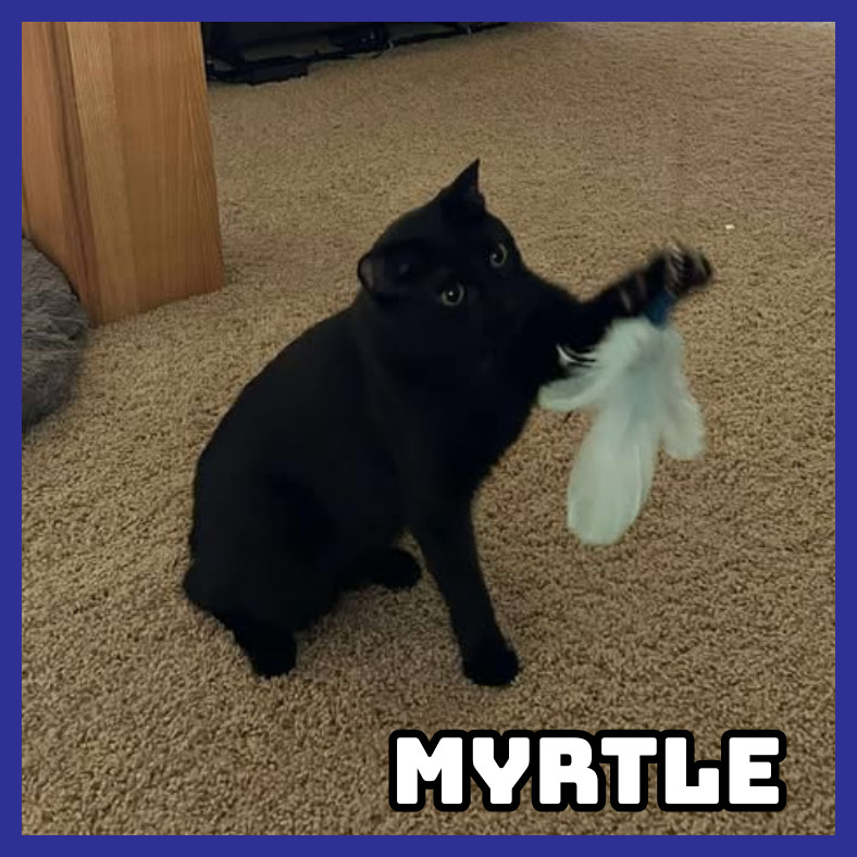 Myrtle, an adoptable Domestic Short Hair in Glenwood, MN, 56334 | Photo Image 3