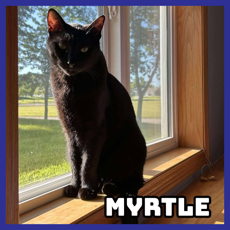 Myrtle, an adoptable Domestic Short Hair in Glenwood, MN, 56334 | Photo Image 4