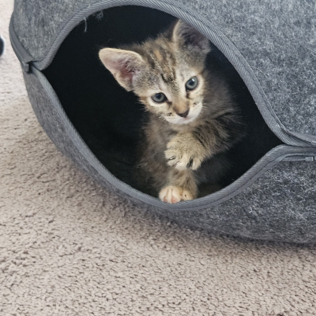 Trixie, an adoptable Domestic Short Hair in Las Vegas, NV, 89122 | Photo Image 1