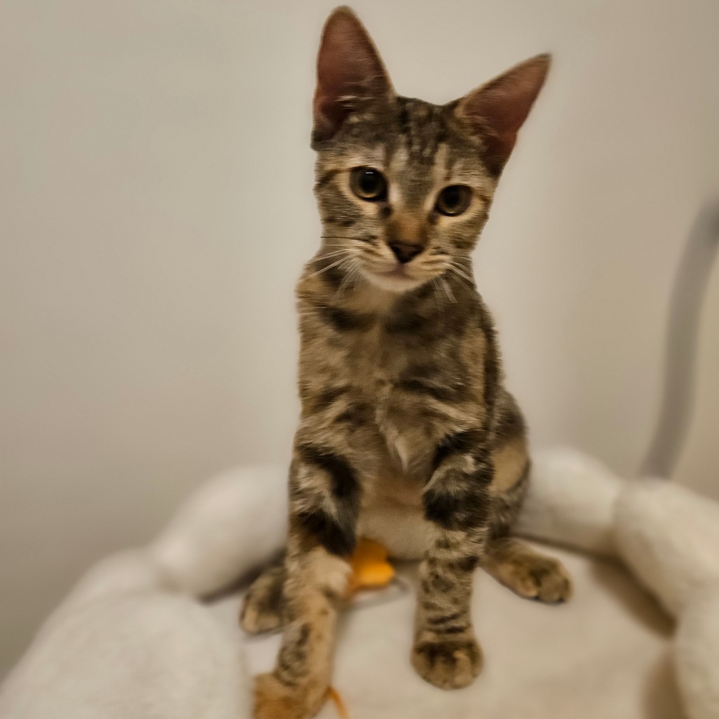 Trixie, an adoptable Domestic Short Hair in Las Vegas, NV, 89122 | Photo Image 1