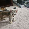 Trixie photo 2