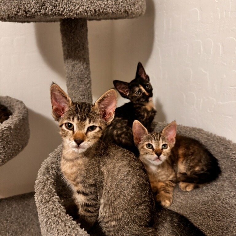 Trixie, an adoptable Domestic Short Hair in Las Vegas, NV, 89122 | Photo Image 3