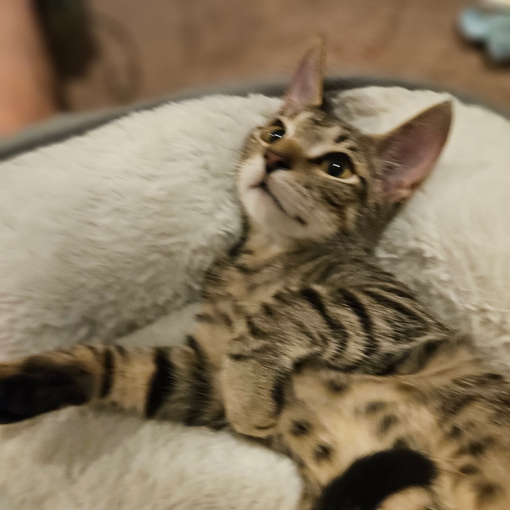 Trixie, an adoptable Domestic Short Hair in Las Vegas, NV, 89122 | Photo Image 6
