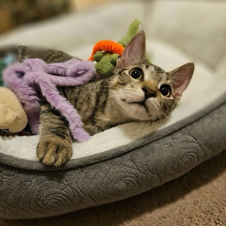 Teddy, an adoptable Domestic Short Hair in Las Vegas, NV, 89122 | Photo Image 1