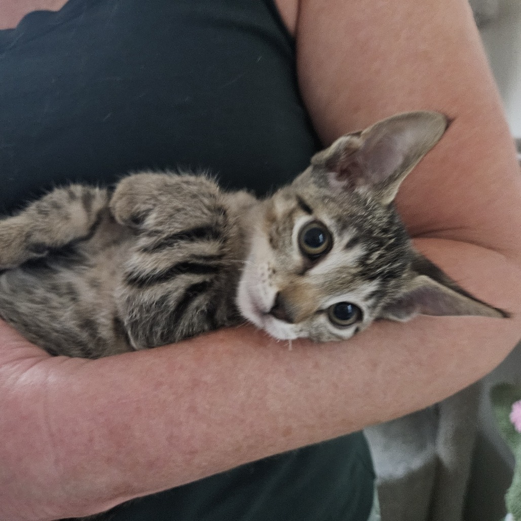 Teddy, an adoptable Domestic Short Hair in Las Vegas, NV, 89122 | Photo Image 2