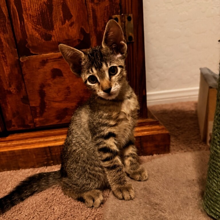 Teddy, an adoptable Domestic Short Hair in Las Vegas, NV, 89122 | Photo Image 3
