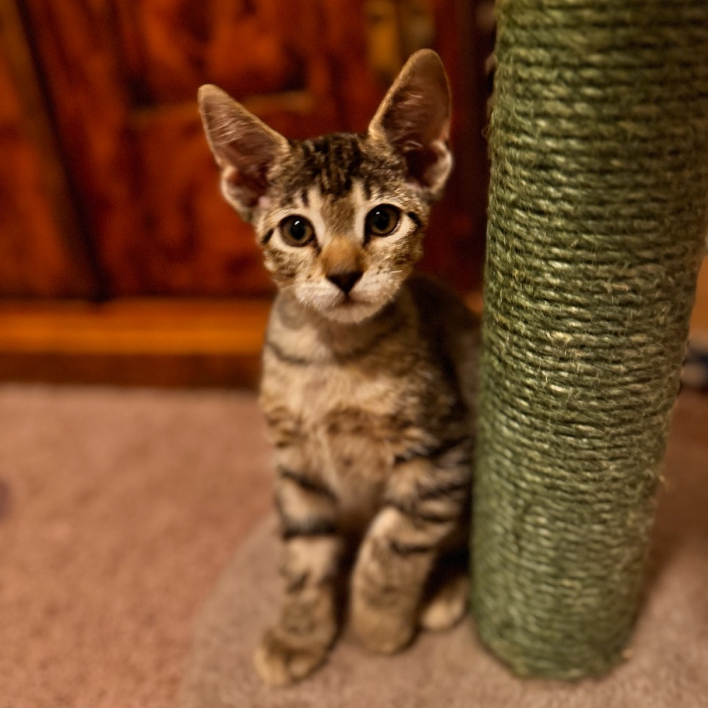 Teddy, an adoptable Domestic Short Hair in Las Vegas, NV, 89122 | Photo Image 4