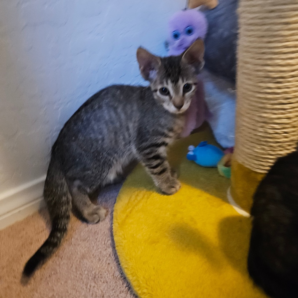 Teddy, an adoptable Domestic Short Hair in Las Vegas, NV, 89122 | Photo Image 6