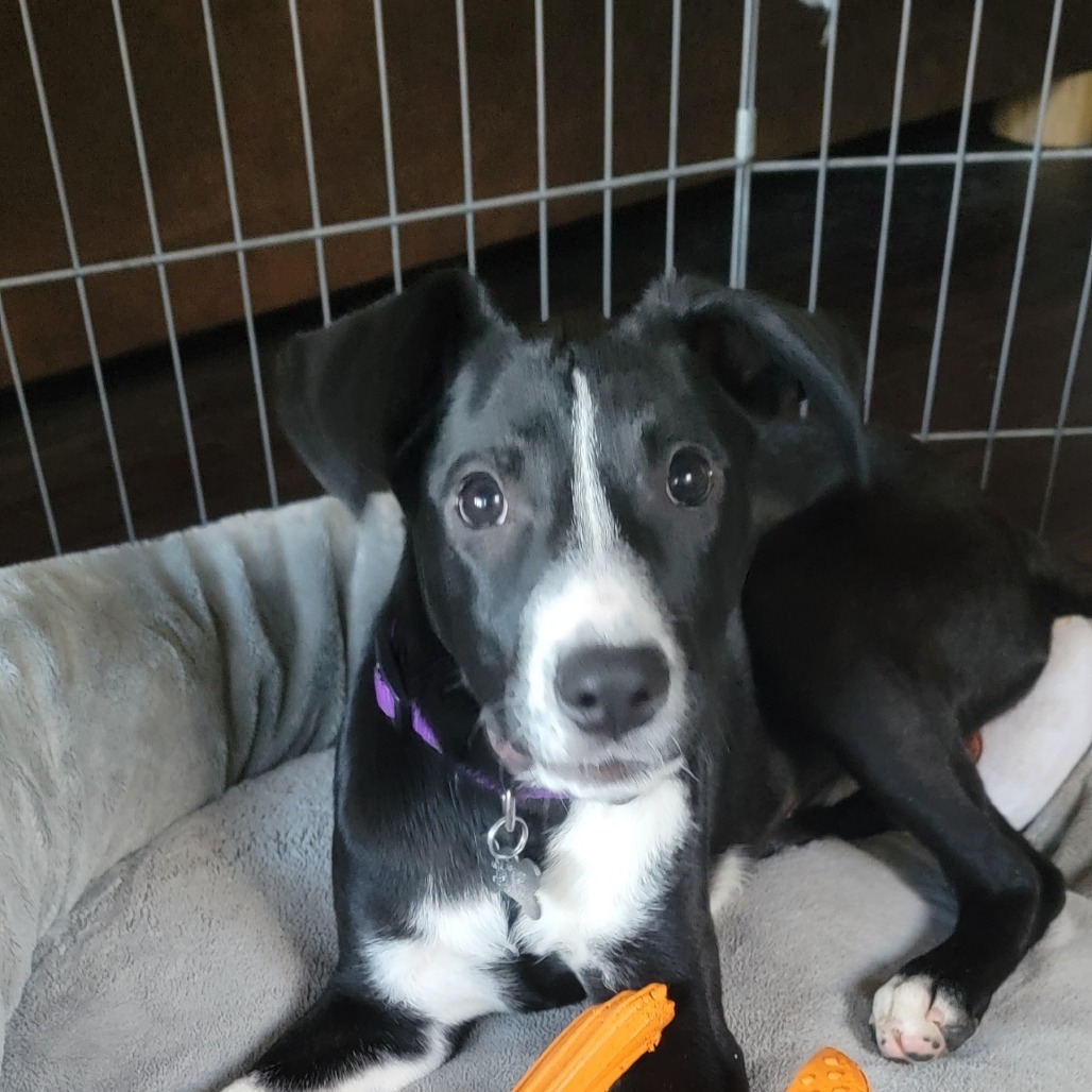 Indi