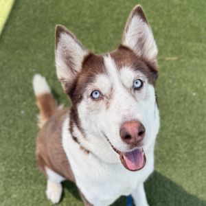 Caramel, Senior Female unknown