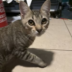 Beans Domestic Short Hair Cat