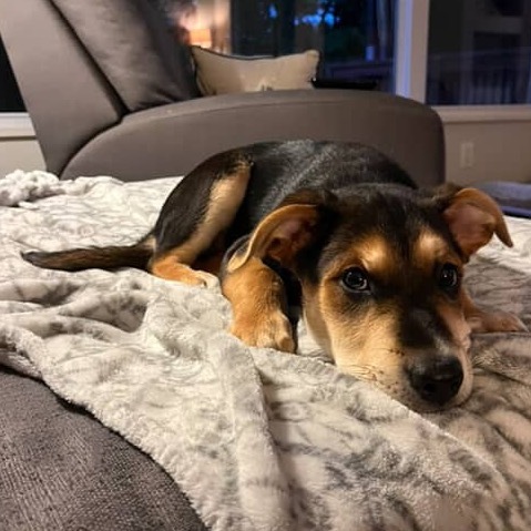 Roscoe