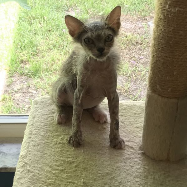 Gremlin photo 1