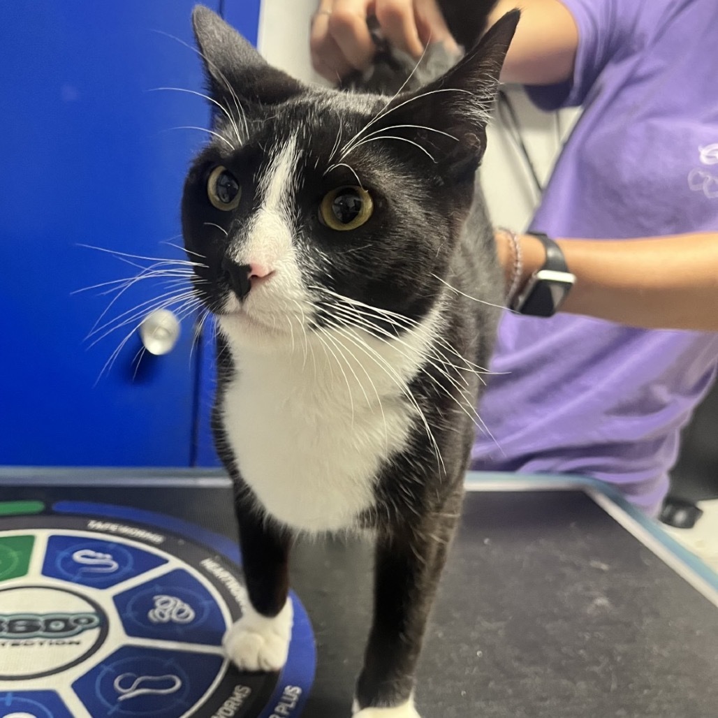 Edey, an adoptable Domestic Short Hair in Wahiawa, HI, 96786 | Photo Image 1