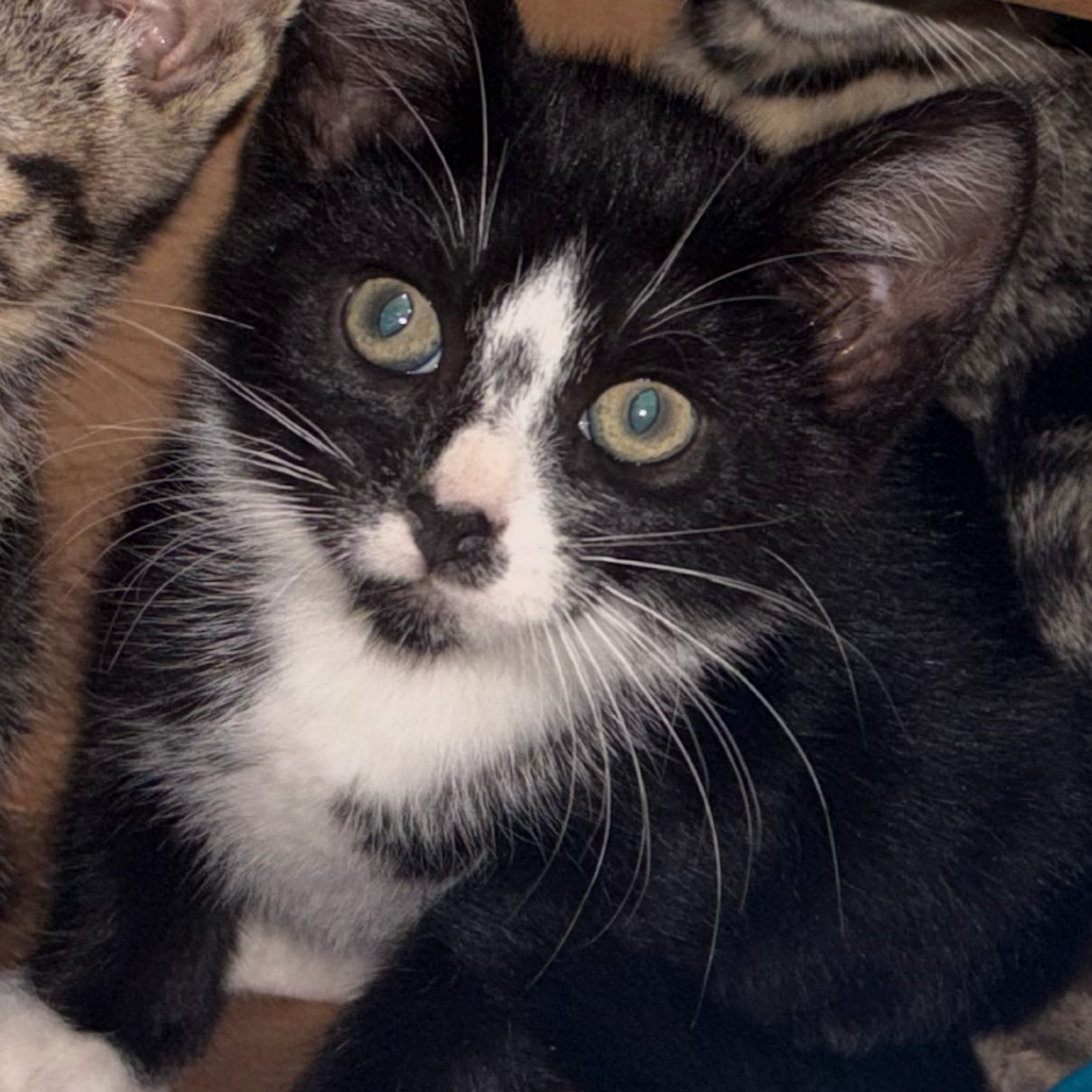 Catmello Anthony, an adoptable Domestic Short Hair in Wahiawa, HI, 96786 | Photo Image 1