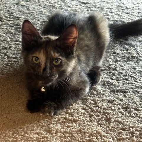 Alicia, an adoptable Domestic Medium Hair in Wahiawa, HI, 96786 | Photo Image 1