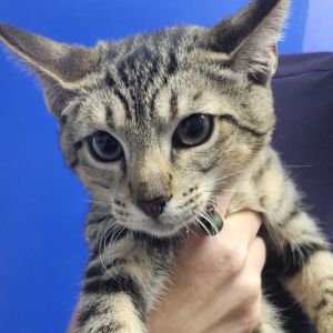 Biscuits N Gravy, Baby Male Domestic Short Hair