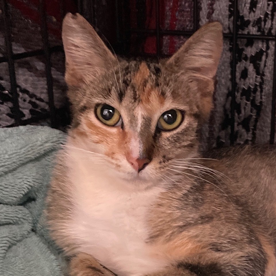 Betty, an adoptable Domestic Short Hair in Wahiawa, HI, 96786 | Photo Image 1
