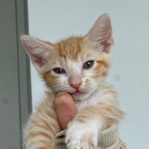 Tormund, an adoptable Domestic Short Hair in Wahiawa, HI, 96786 | Photo Image 1