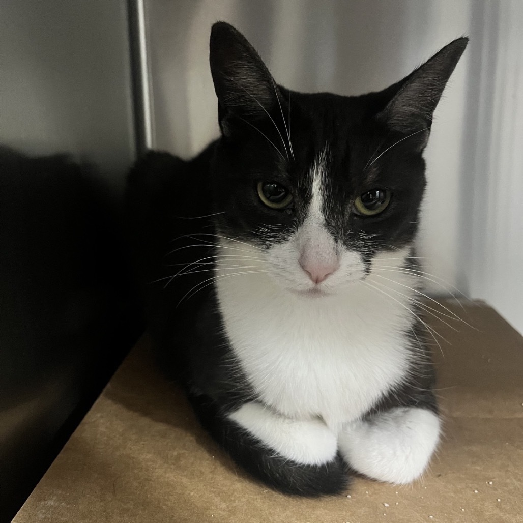 Juju, an adoptable Domestic Short Hair in Wahiawa, HI, 96786 | Photo Image 1