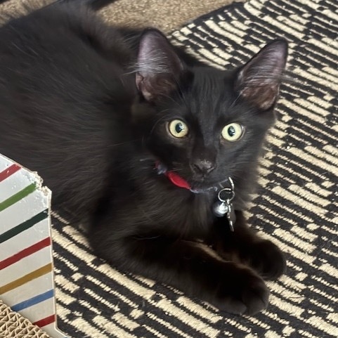 Jasper, an adoptable Domestic Short Hair in Wahiawa, HI, 96786 | Photo Image 1