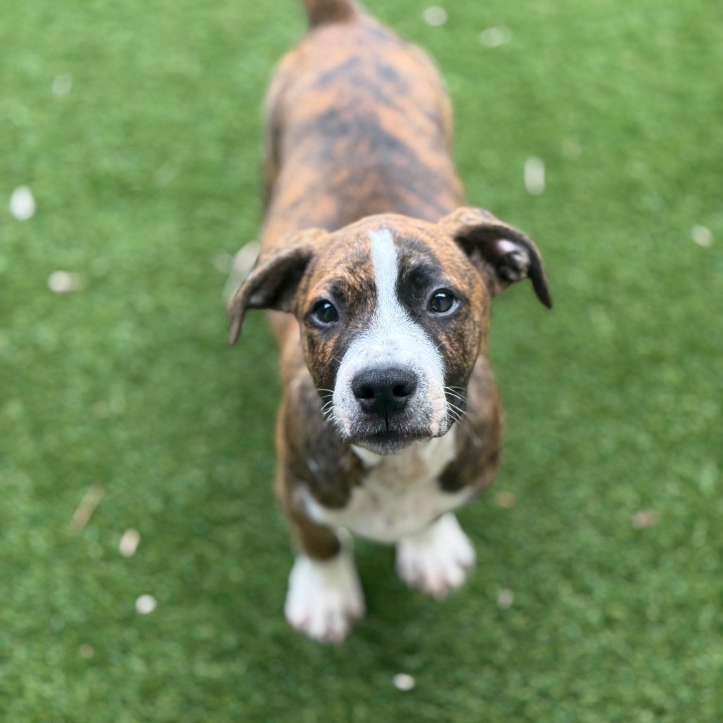 Pup 6 5762 Butta