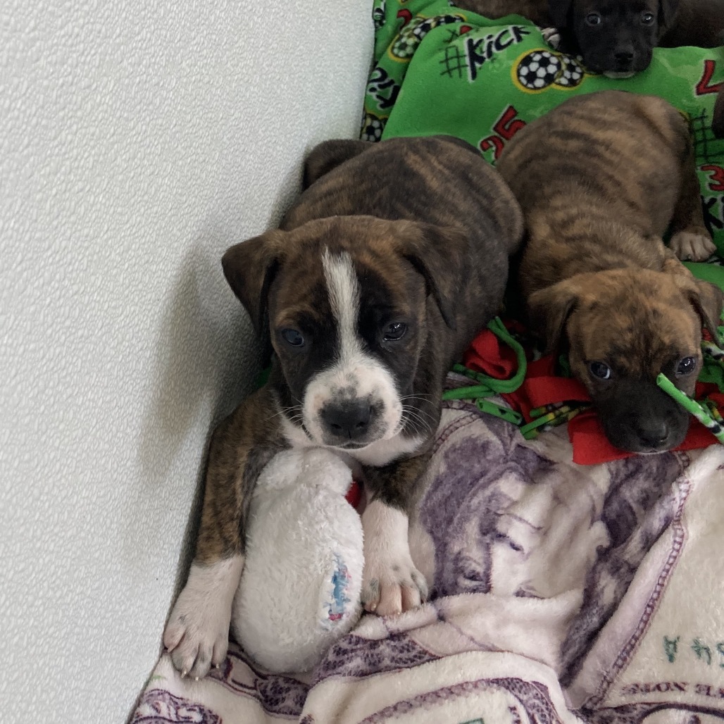 Pup 6 5762 Butta