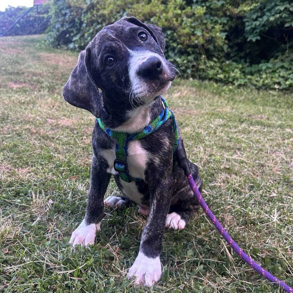 Cane