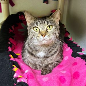 Shell be your little Junior This darling 3-year-old tabby has an adorable face endearing eyes an