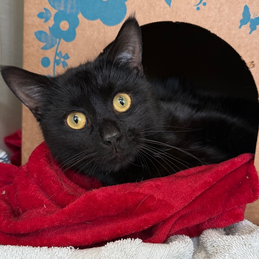 Oreo (Petco)