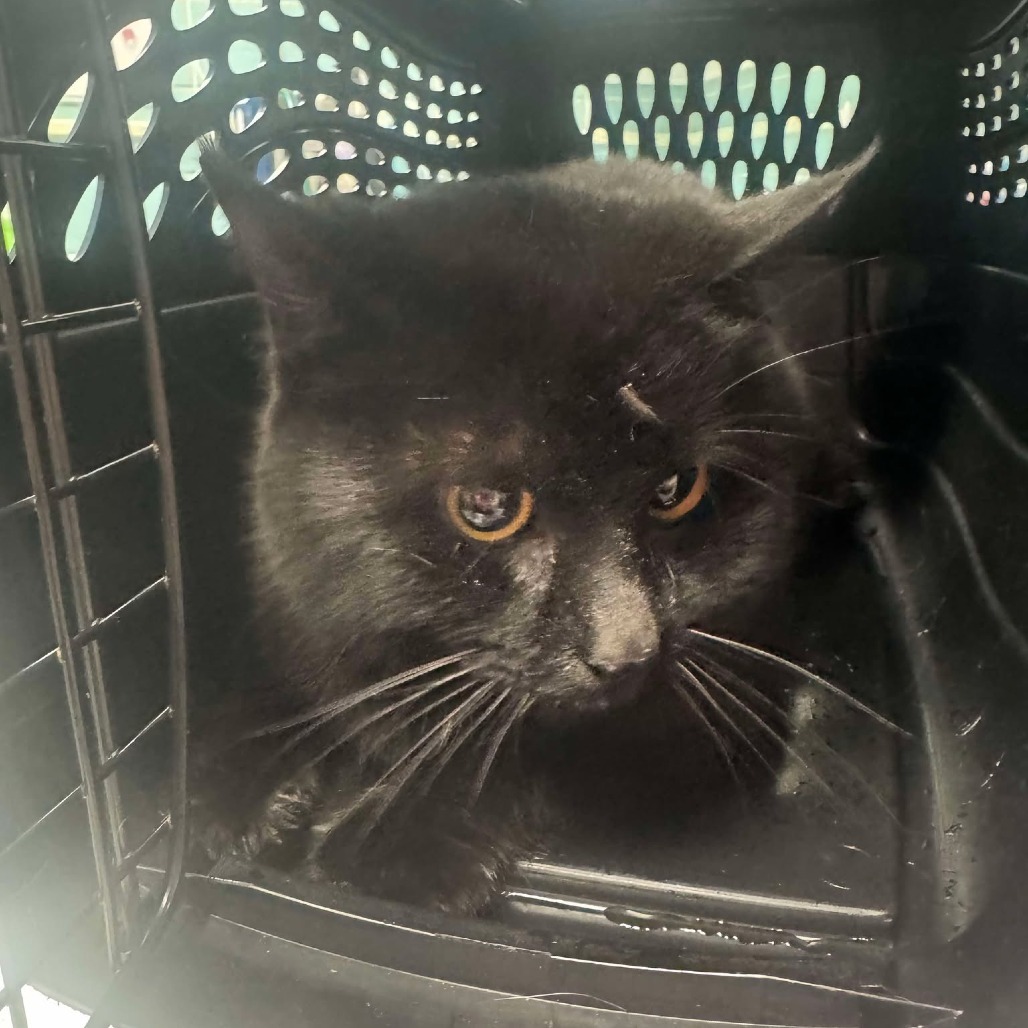 Oreo (Petco)