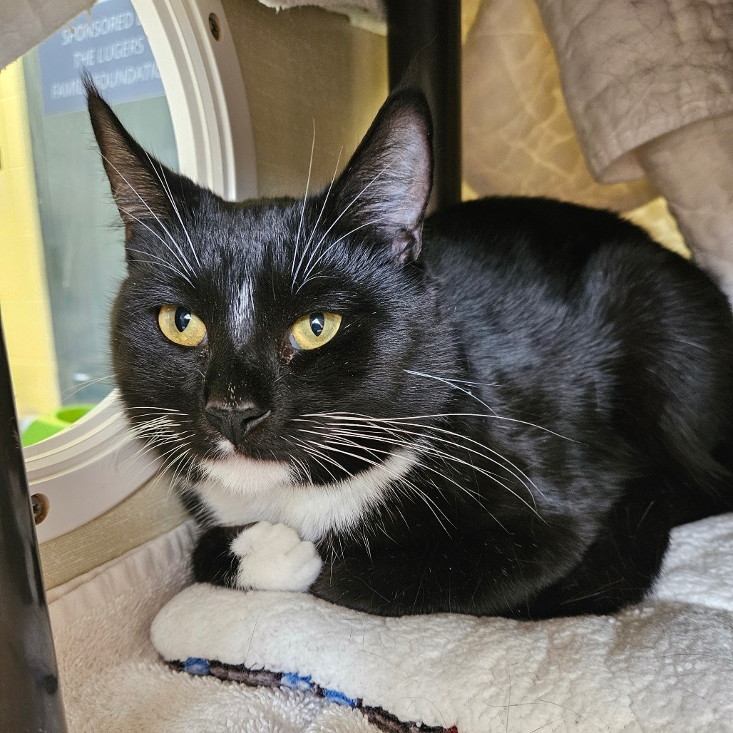 Jade (Petco)