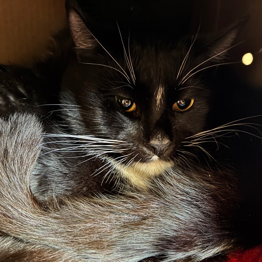 Jade (Petco)