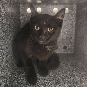 Midnight, Young Male Domestic Short Hair
