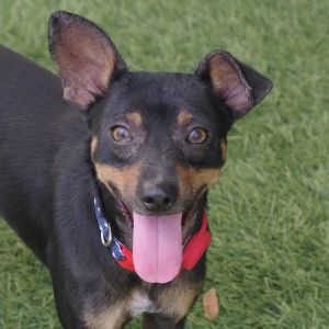 WILL BE AVAILABLE ON 0605 Hi my name is Maverick I was found as a stray I am a sweet