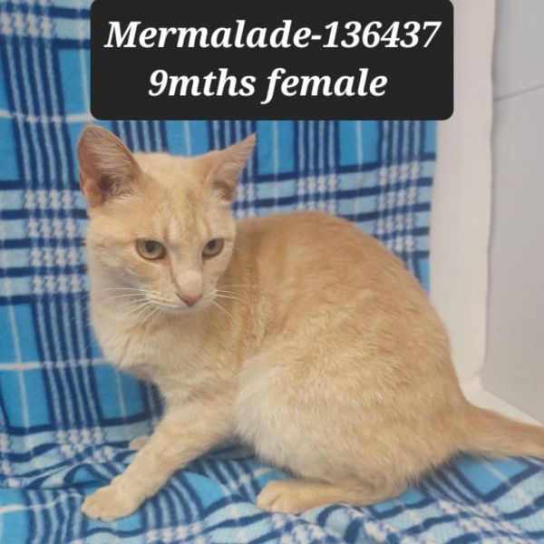 Marmalade thumbnail 1