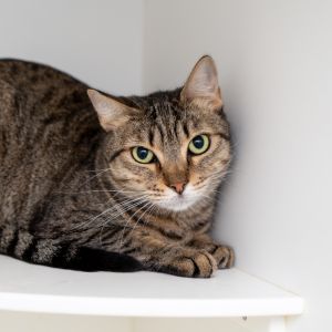 Rosalia is one of 12 rescue cats we welcomed all the way from Qatar Sadly animal welfare is lackin