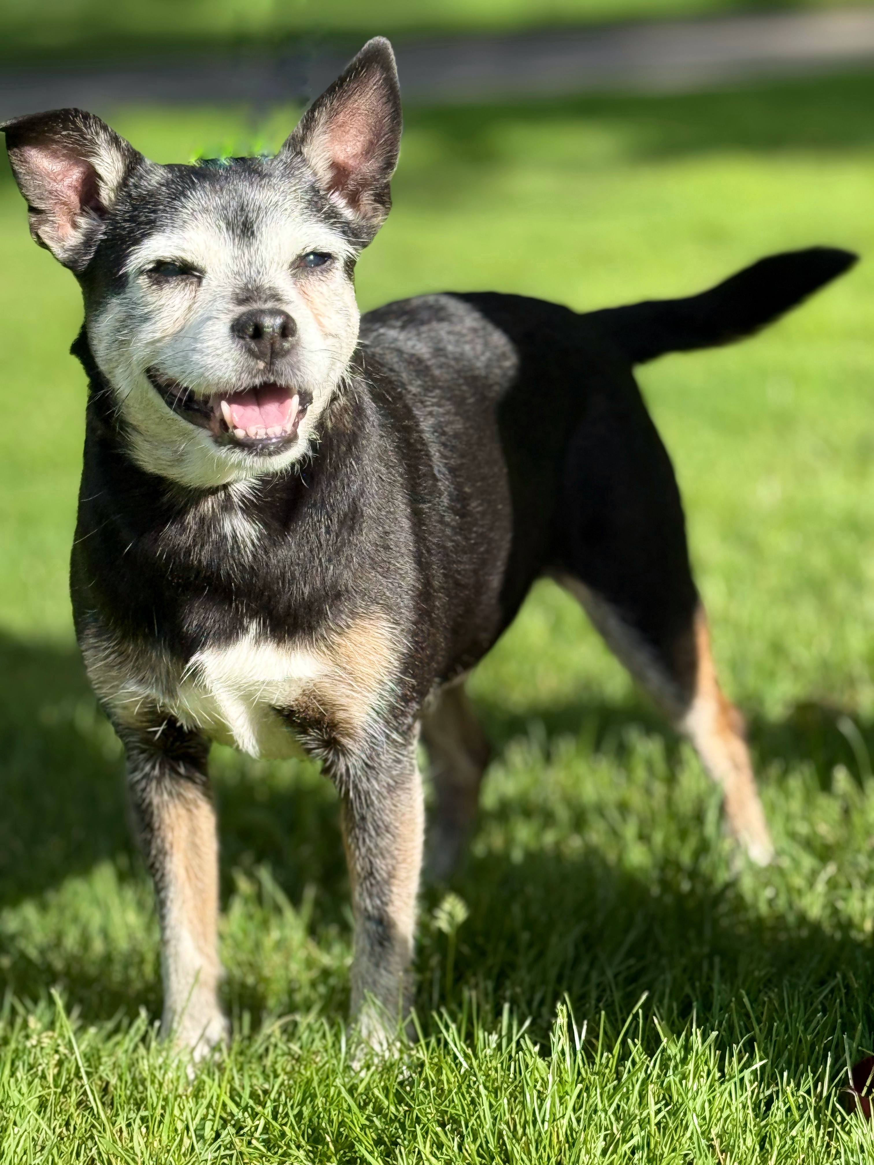 Daisy, an adoptable Chihuahua in Twin Falls, ID, 83301 | Photo Image 1