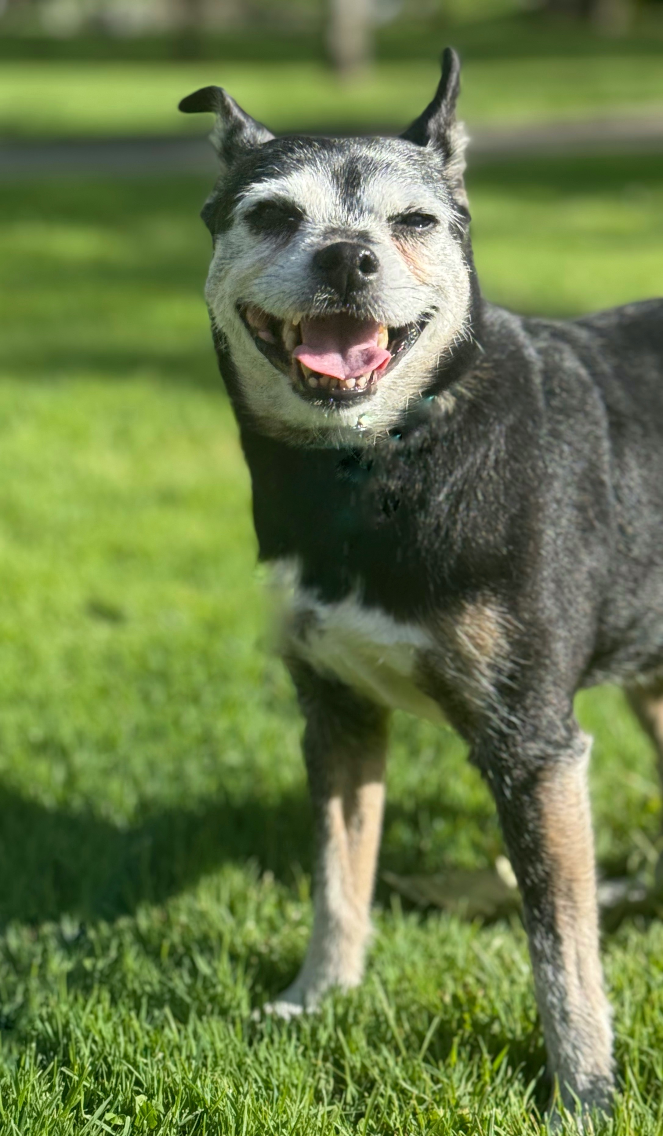 Daisy, an adoptable Chihuahua in Twin Falls, ID, 83301 | Photo Image 2