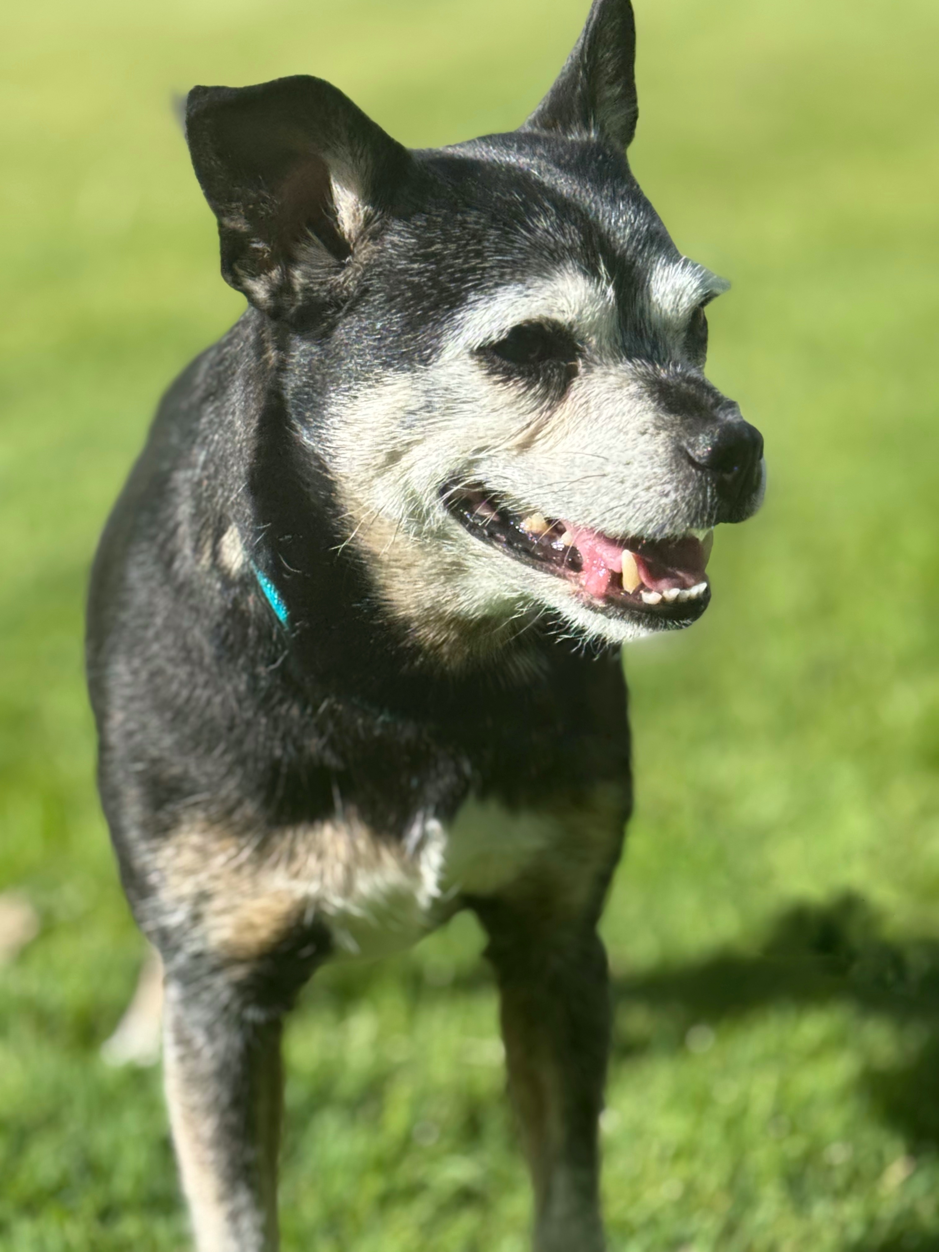 Daisy, an adoptable Chihuahua in Twin Falls, ID, 83301 | Photo Image 3