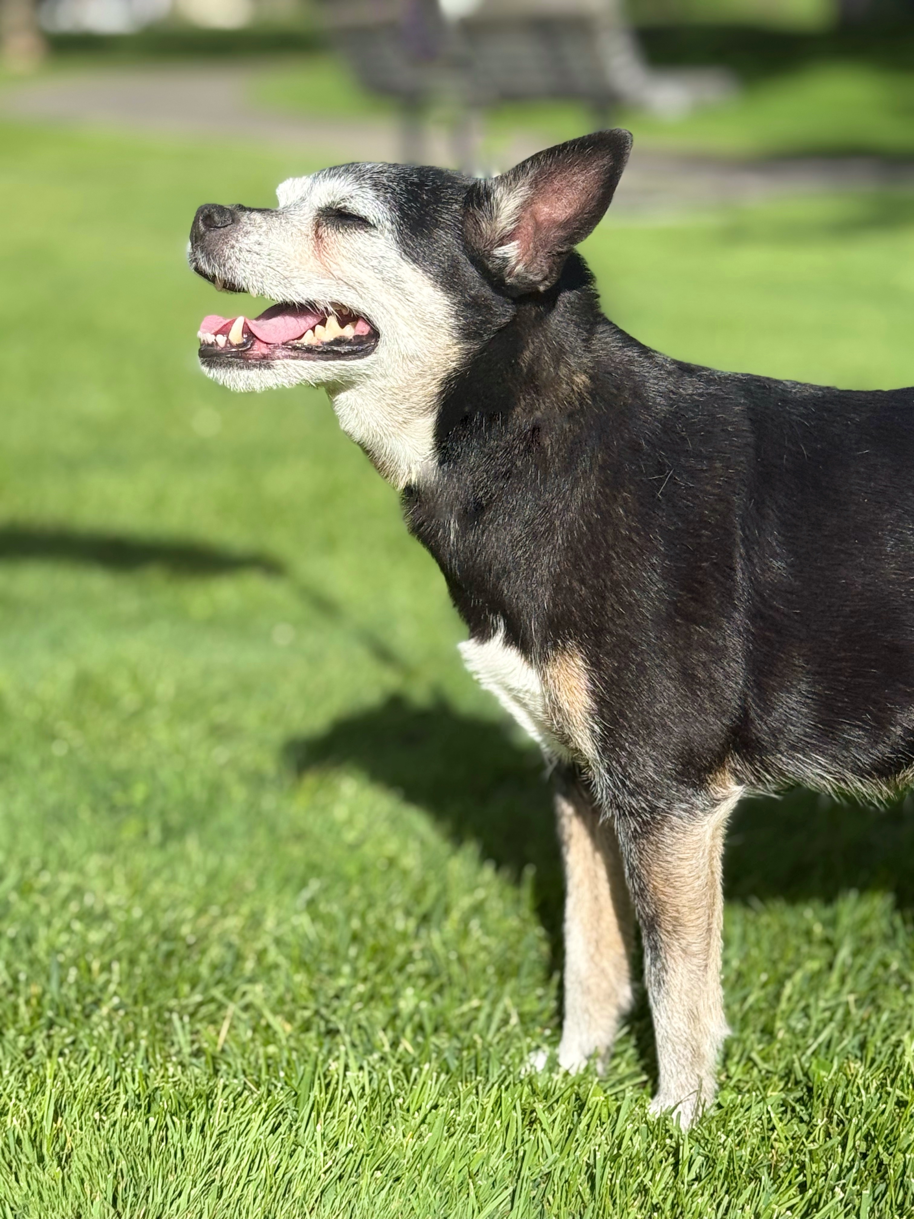Daisy, an adoptable Chihuahua in Twin Falls, ID, 83301 | Photo Image 4