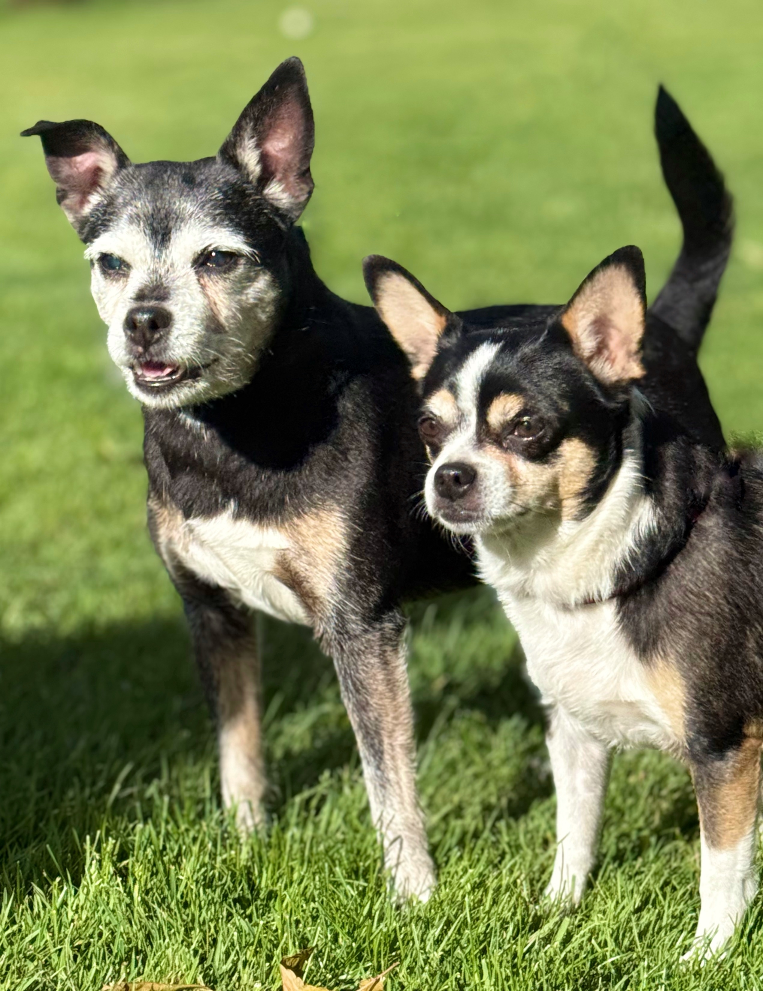 Daisy, an adoptable Chihuahua in Twin Falls, ID, 83301 | Photo Image 5