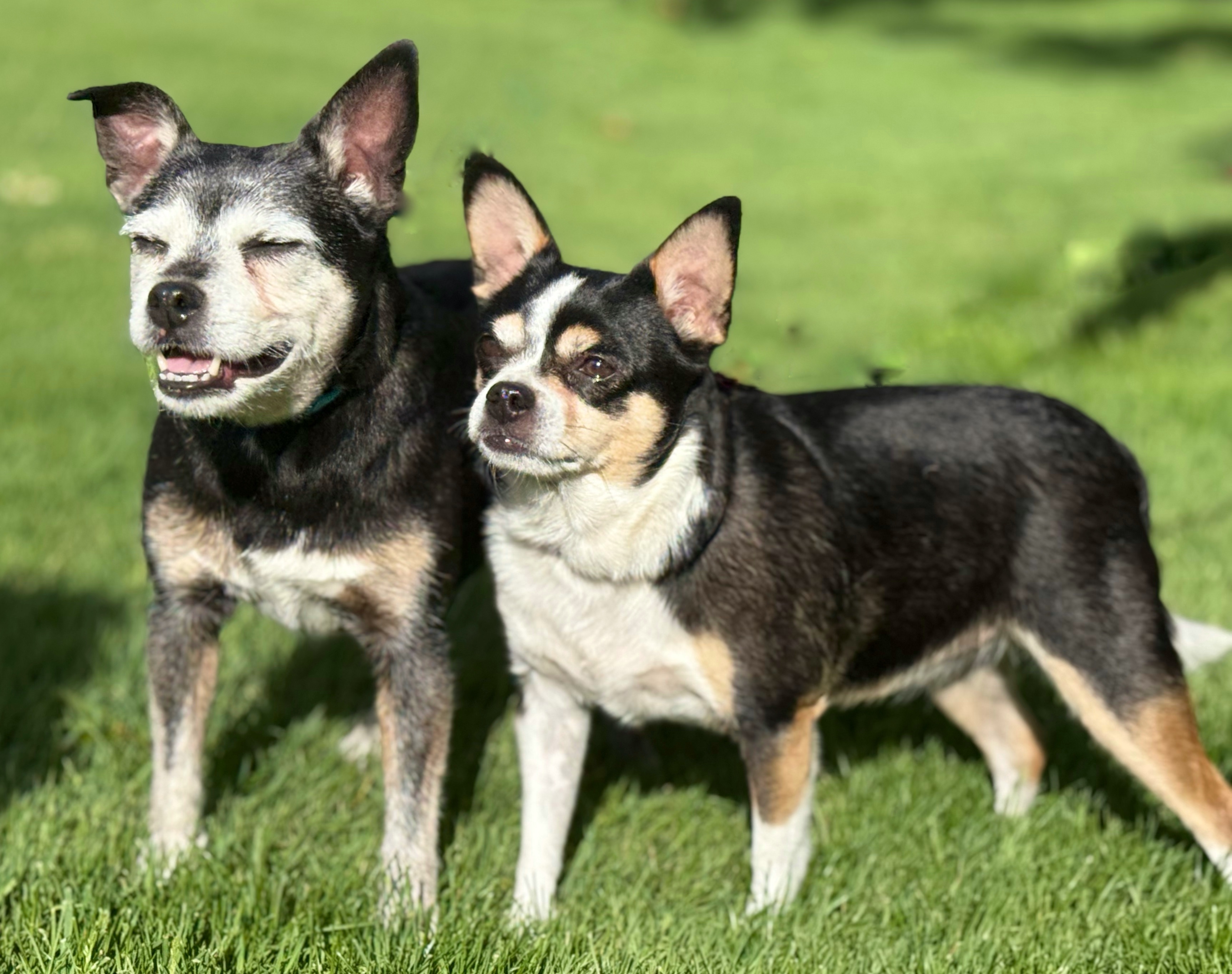Daisy, an adoptable Chihuahua in Twin Falls, ID, 83301 | Photo Image 6