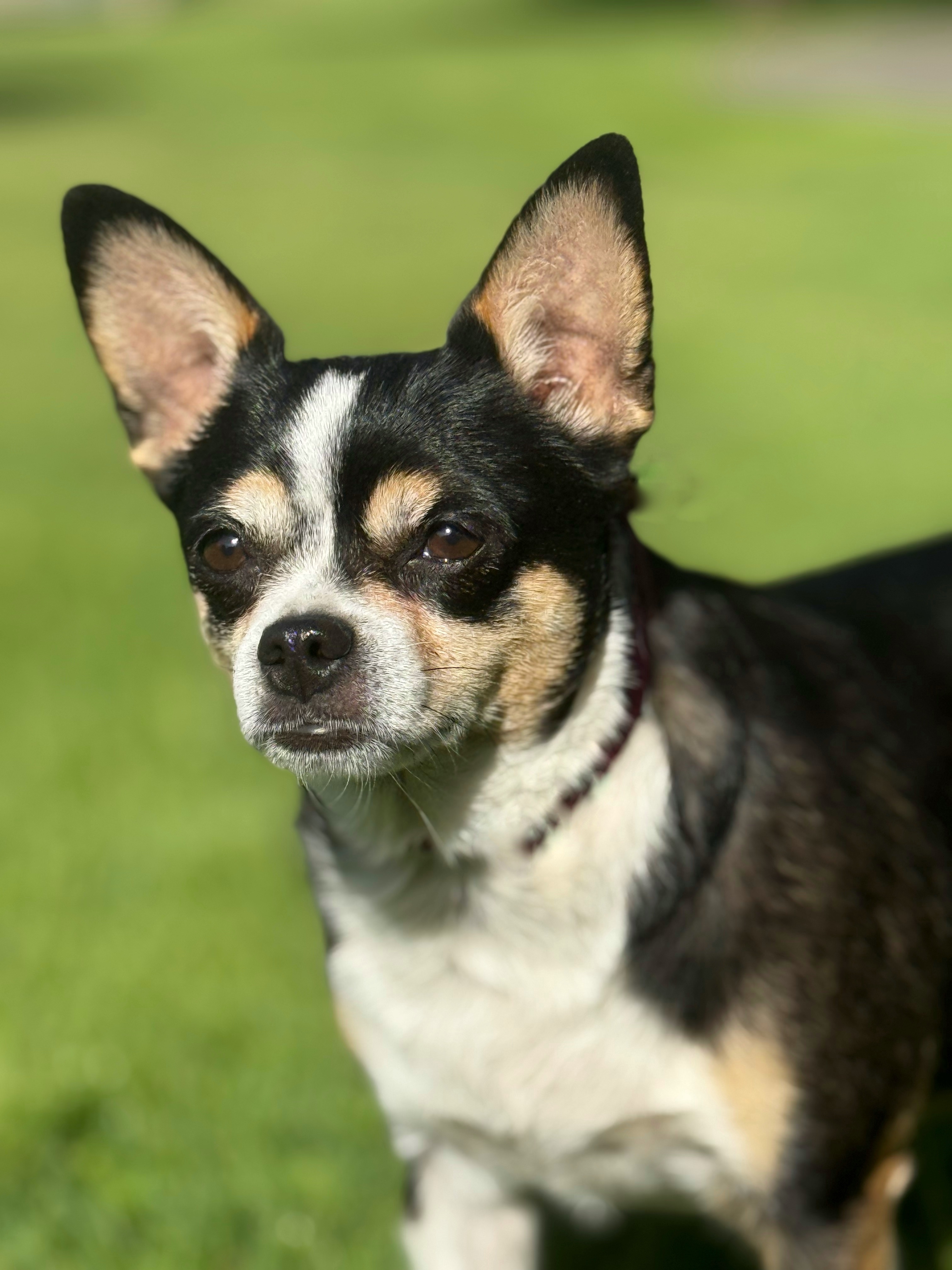 Little Girl, an adoptable Chihuahua in Twin Falls, ID, 83301 | Photo Image 1