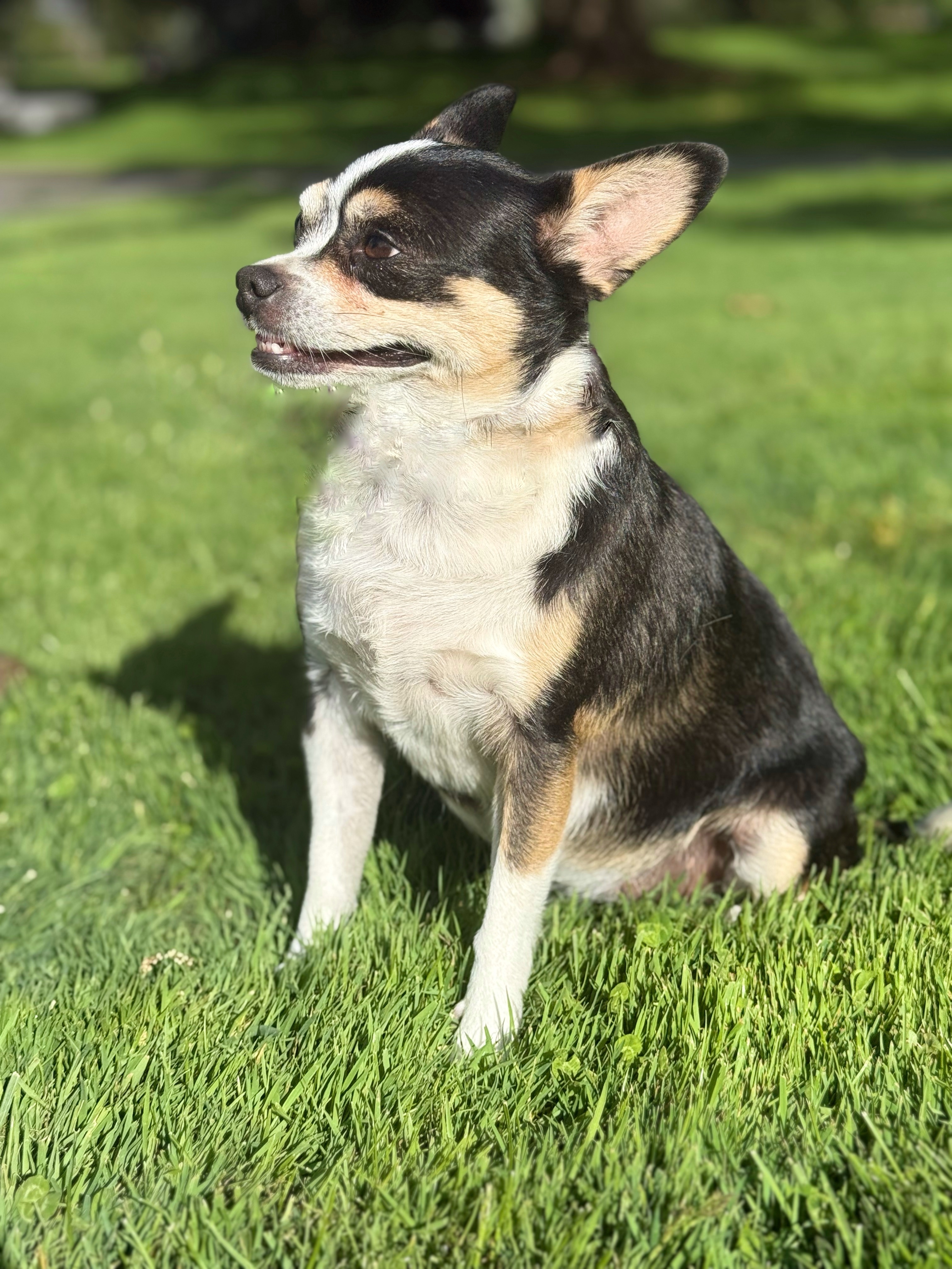 Little Girl, an adoptable Chihuahua in Twin Falls, ID, 83301 | Photo Image 2