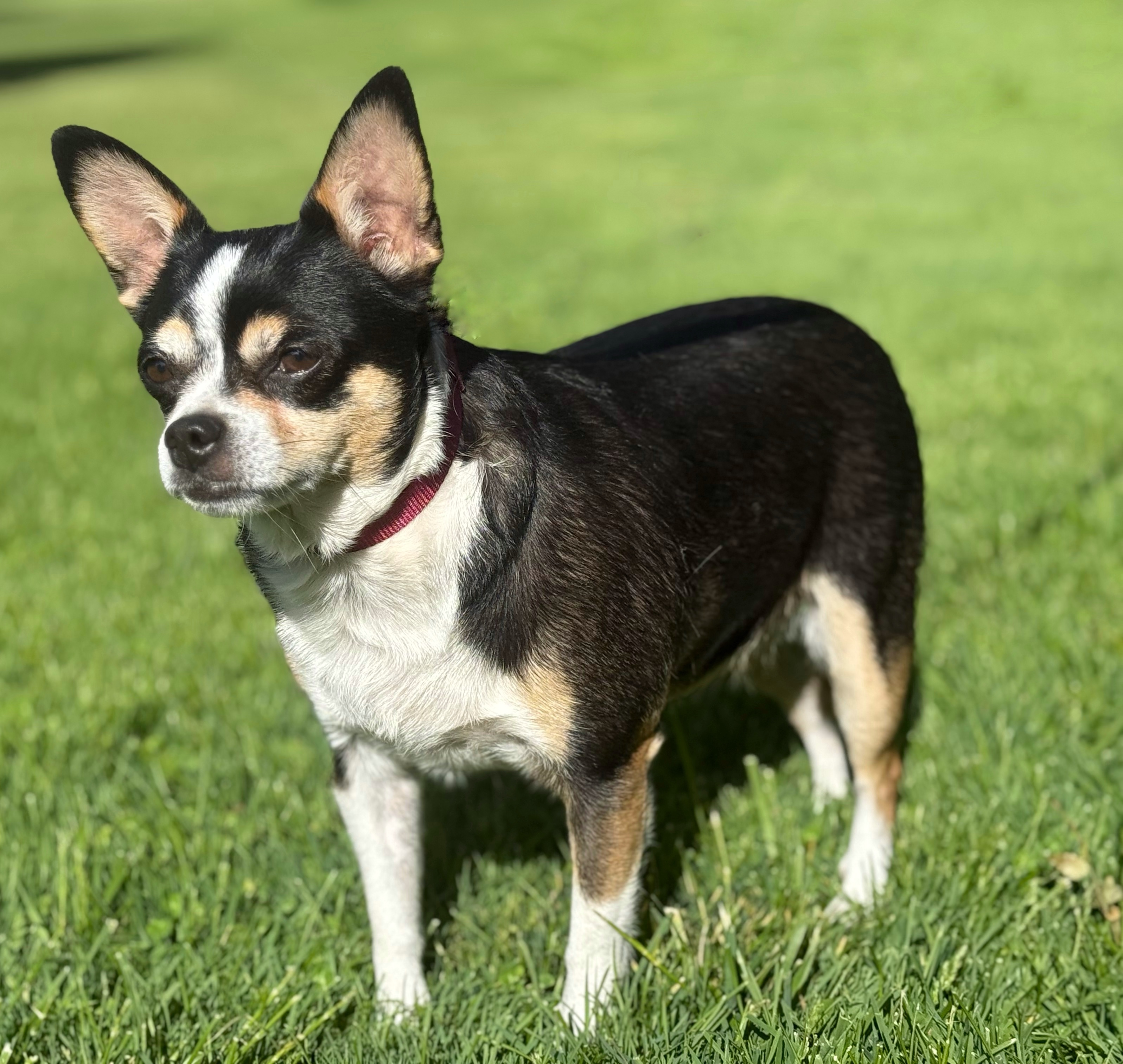 Little Girl, an adoptable Chihuahua in Twin Falls, ID, 83301 | Photo Image 3
