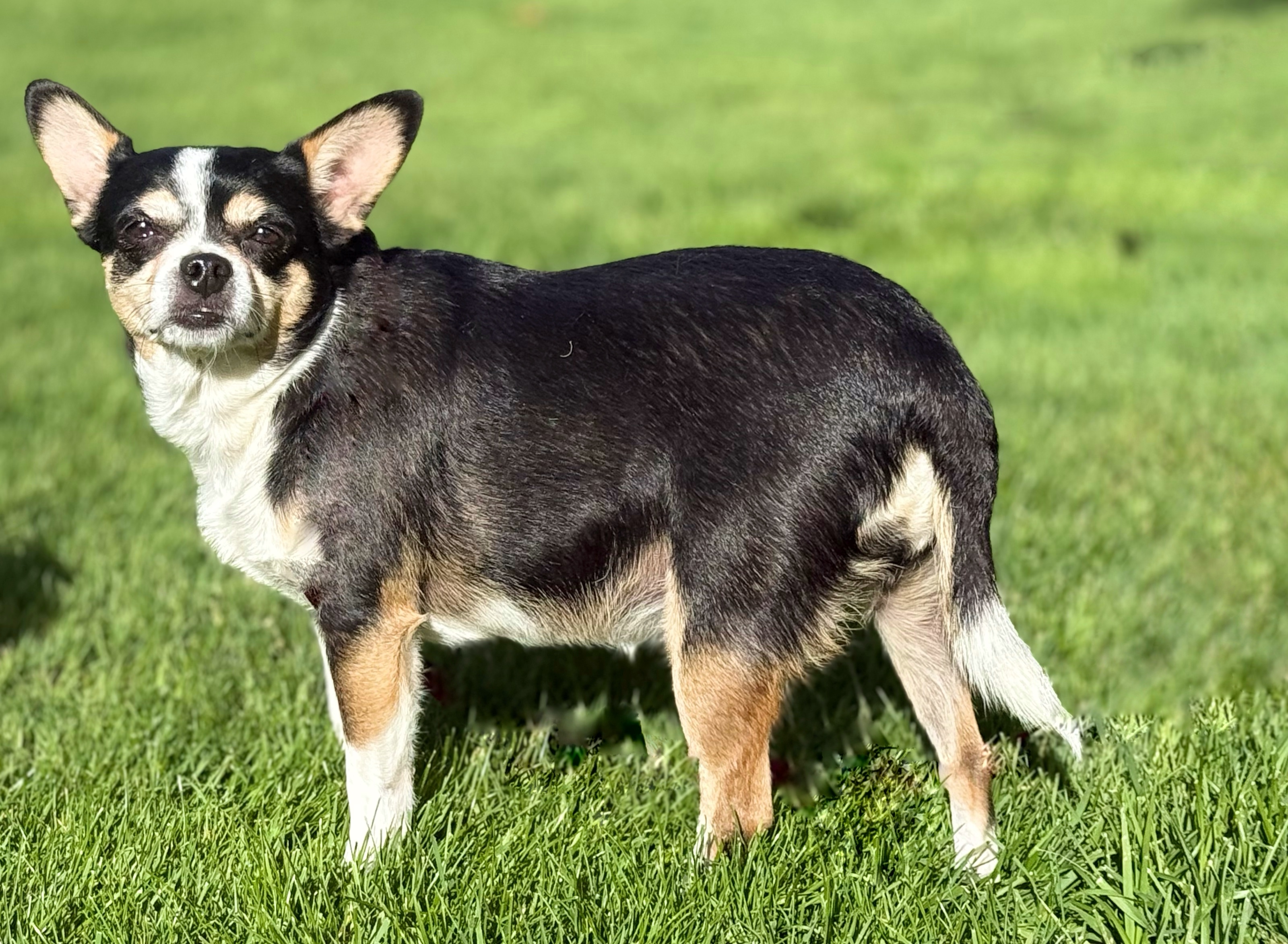 Little Girl, an adoptable Chihuahua in Twin Falls, ID, 83301 | Photo Image 4