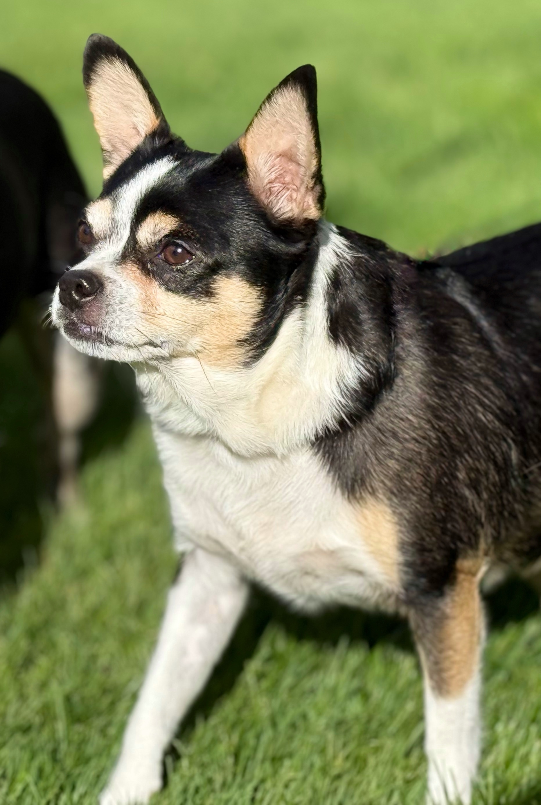 Little Girl, an adoptable Chihuahua in Twin Falls, ID, 83301 | Photo Image 5